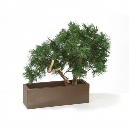Pine Bonsai in Brown Rectangular Planter