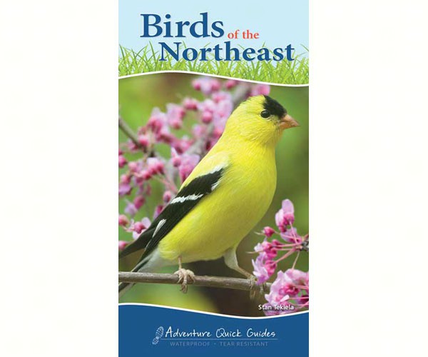 Picture of Adventure Publications AP34073 Birds of the Northeast Quick Guide