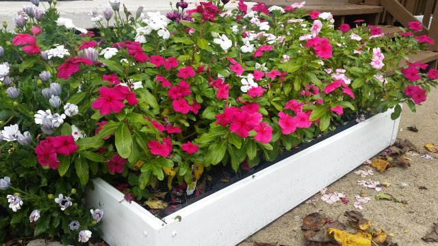 Picture of Cook Products HB-24TGW 2 x 4  Handy Raised  Bed for a Great Garden
