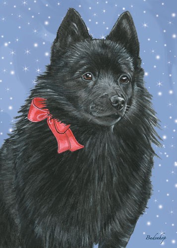 Schipperke Christmas Boxed Cards - Pack of 10
