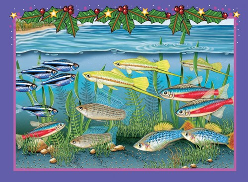 Tetras Fish Christmas Boxed Cards - Pack of 10