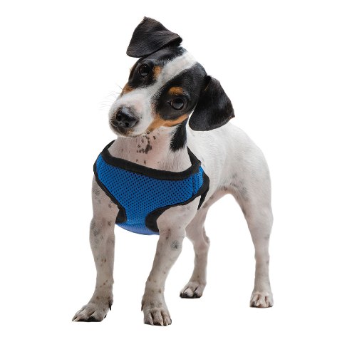 Picture of BrybellyHoldings AHRN-102 Small Blue Soft & Safe Dog Harness
