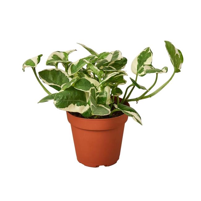 House Plant 4-POTHOS-NJOY N Joy Pothos Plant in 4 in. Pot