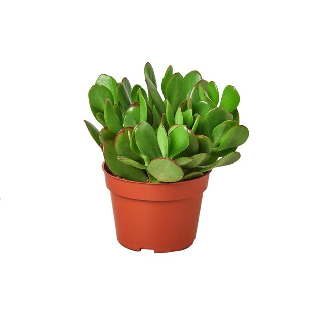 House Plant 4-SUCC-CRASSULA-JADE Jade Succulent Plant in 4 in. Pot
