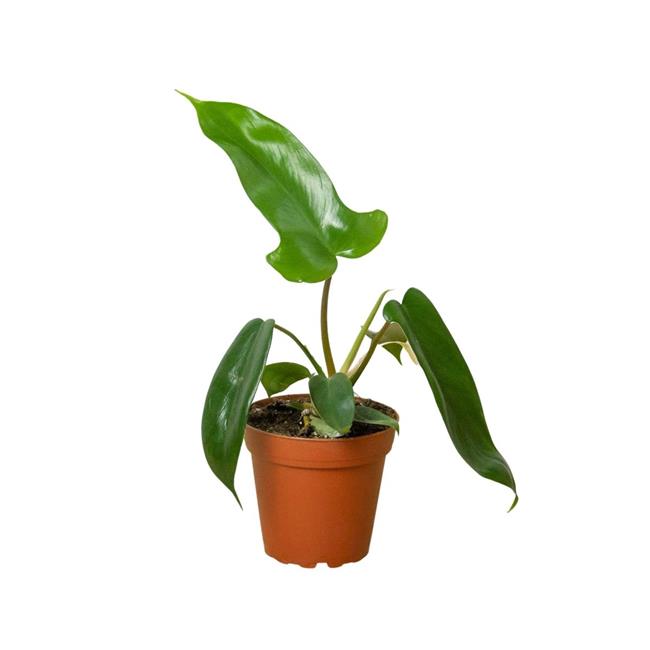 House Plant Dropship 4-PHILODENDRON-FLORIDA.GREEN 4 in. Philodendron Florida ...
