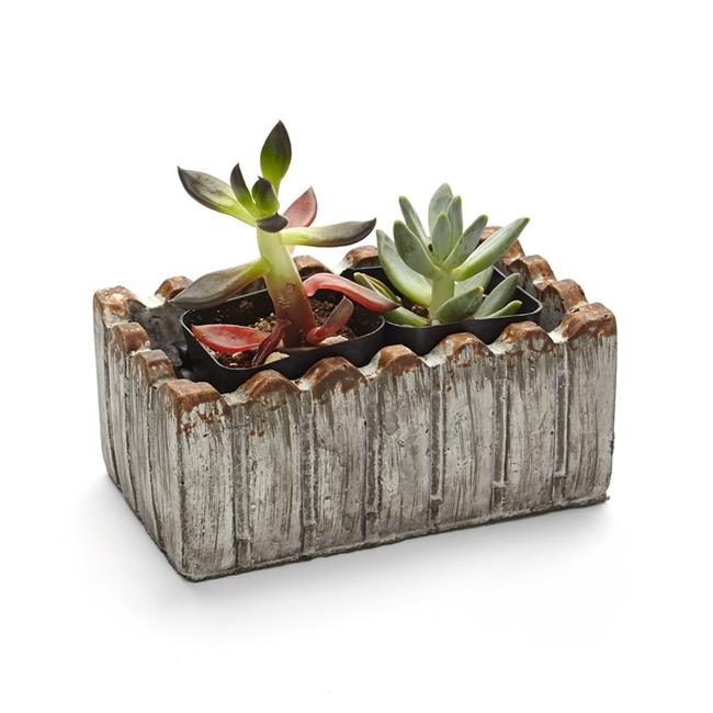 Athenas Garden PA-SA02 2 in. Live Succulent Gift Set - Two Plants