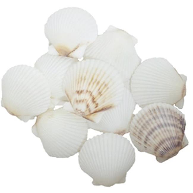 U.S. Shell 08016 White Scallops Seashells - 36 Piece