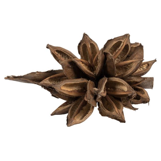 Vickerman H2STA000 6-11 in. Natural Star Pod