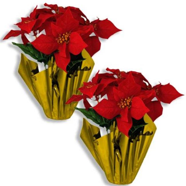 Queens of Christmas FL-POINSETTIA-5FL-2PK 12 in. Poinsettia in a Gold Foil Po...